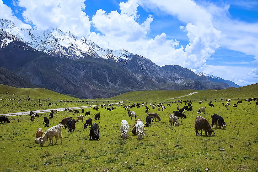 1080px-Meadows_of_Chitral_Gol_National_Park;_Tahsin_Shah_03