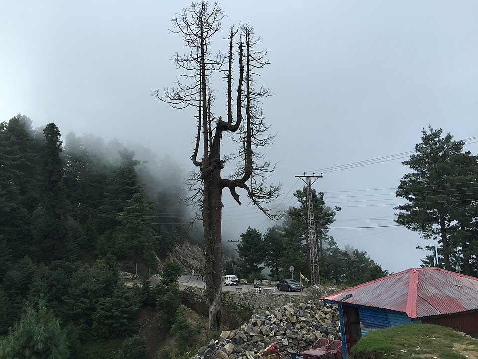 960px-Tree,_Murree_Road_near_Changla_Gali,_Abbottabad_District